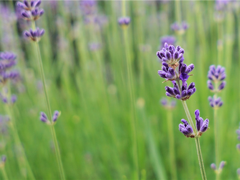 自瀼西荆扉且移居东屯茅屋四首