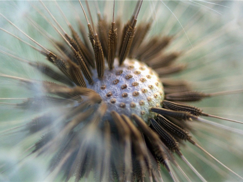 送孟十二仓曹赴东京选