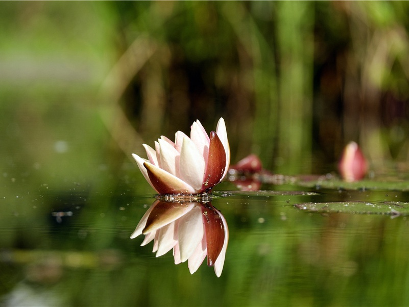 晚晴吴郎见过北舍