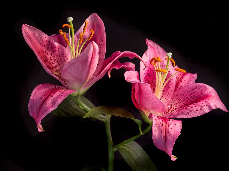 从驿次草堂复至东屯茅屋二首