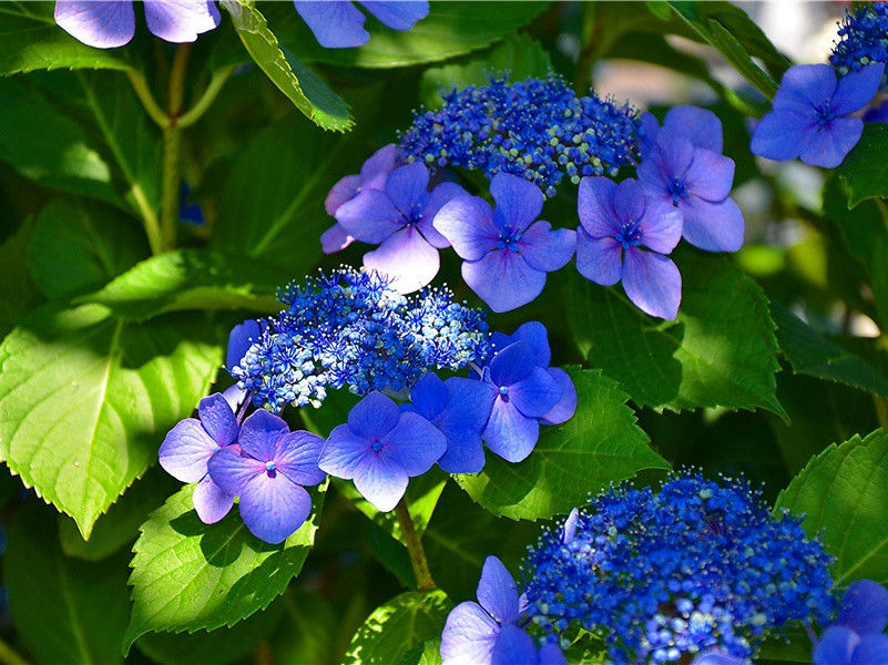 茅堂检校收稻二首