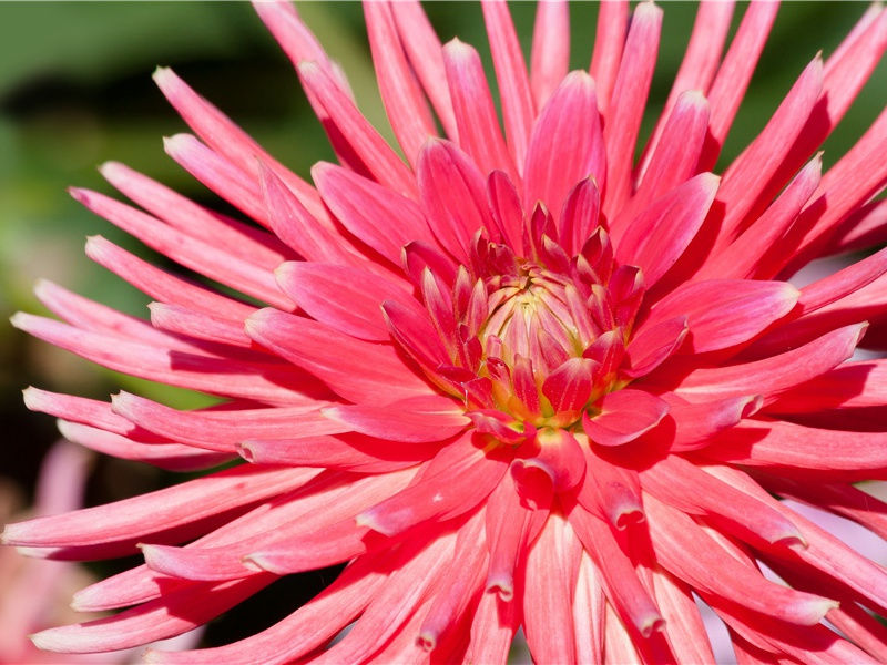 云·龙似瞿唐会