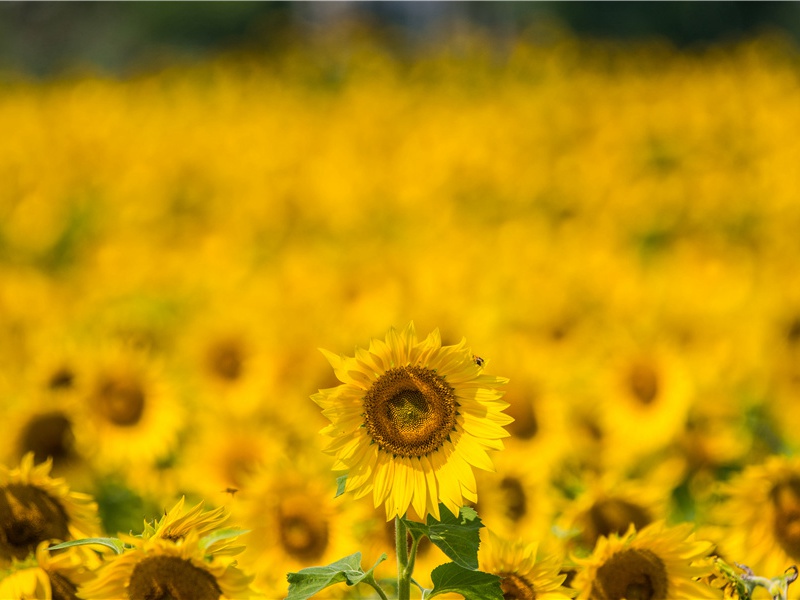 久雨期王将军不至