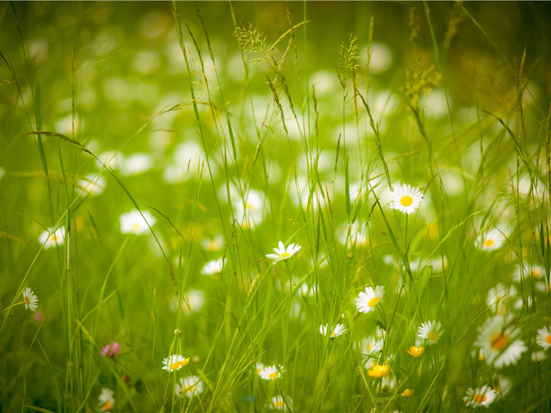 秦州杂诗二十首其三(州图领同谷)
