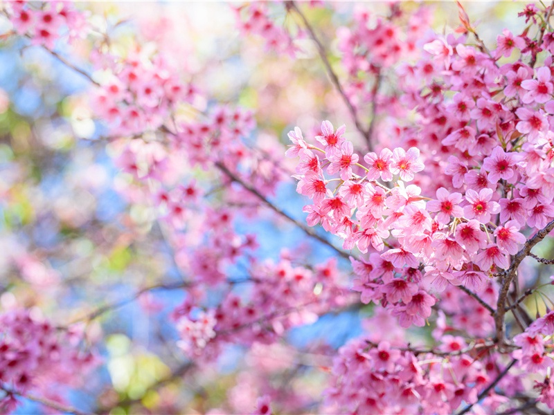 秦州杂诗二十首其五(南使宜天马)