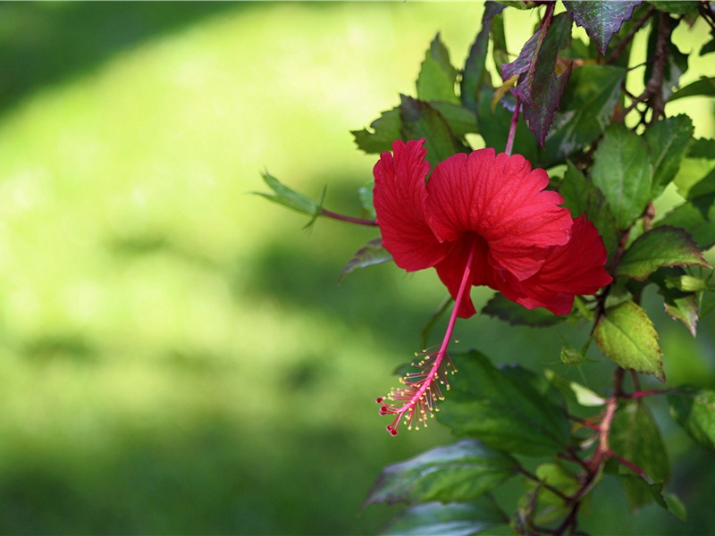 寄刘峡州伯华使君四十韵