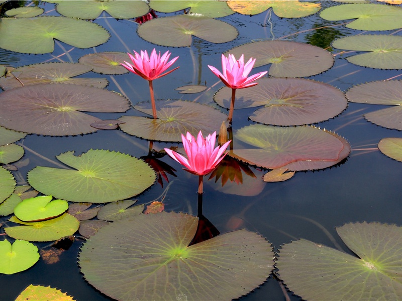 观公孙大娘弟子舞剑器行并序