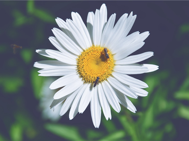 投赠哥舒开府翰二十韵