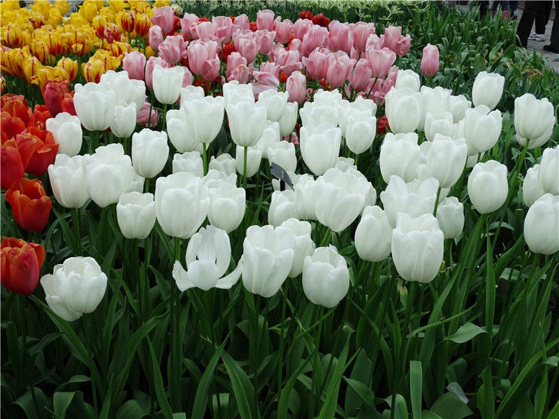 奉送崔都水翁下峡