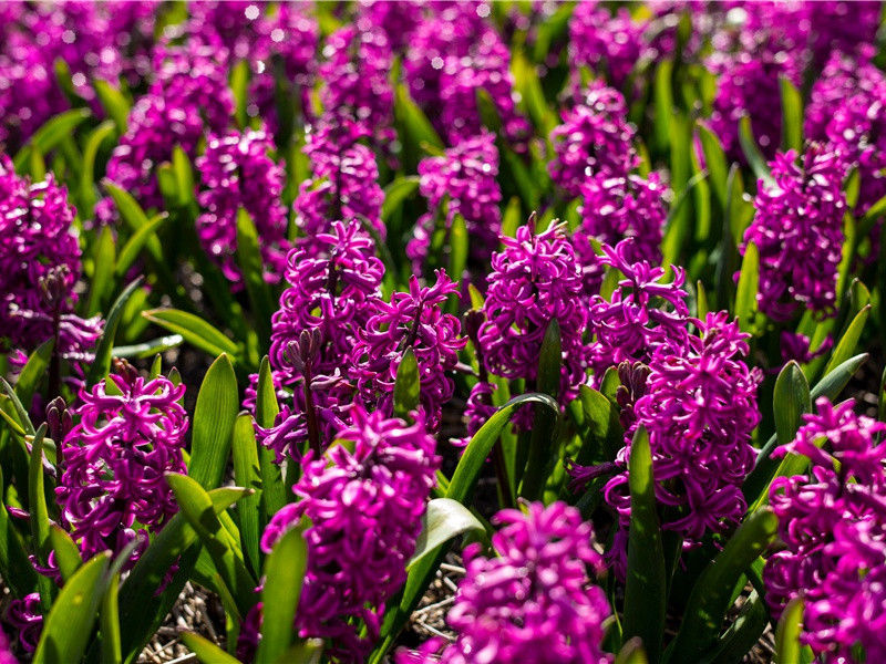 送李八秘书赴杜相公幕