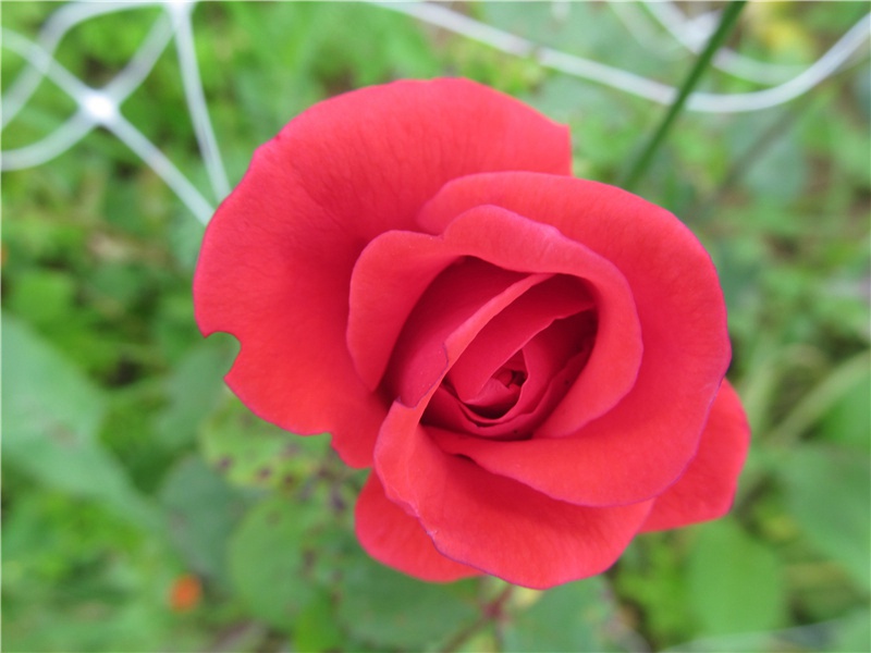 大历二年九月三十日