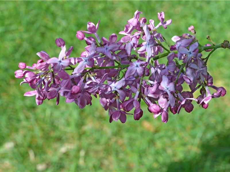 遭田父泥饮美严中丞
