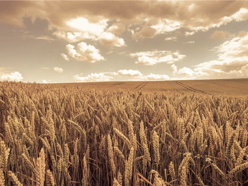 上卿翁请修武侯庙遗像缺落时崔卿权夔州
