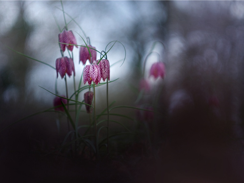 题张氏隐居二首