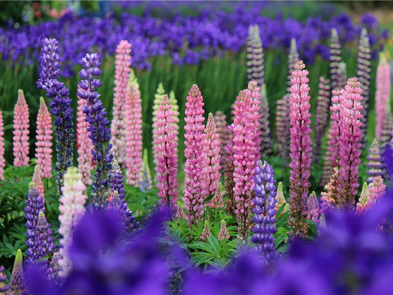 与李十二白同寻范十隐居