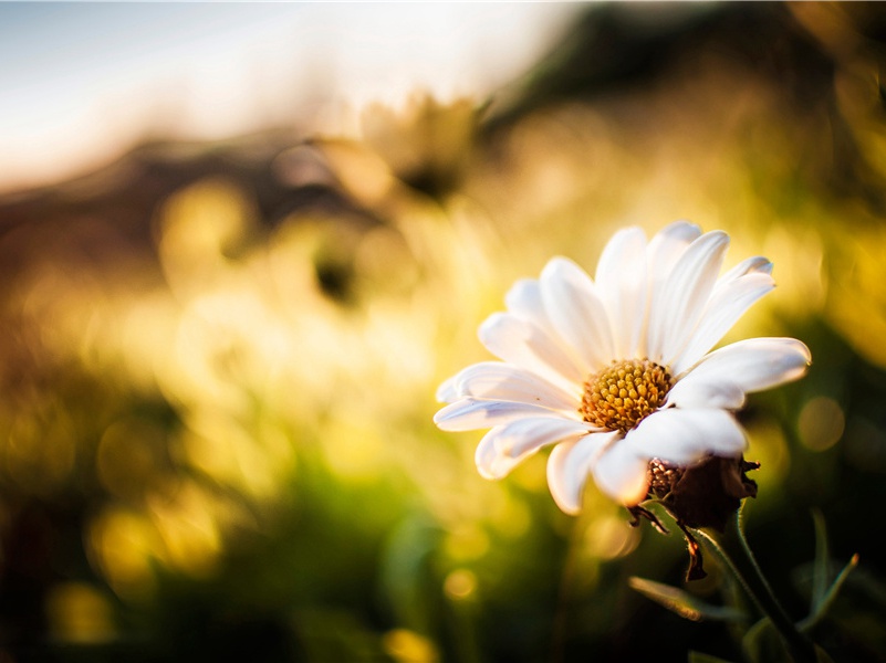 月·天上秋期近