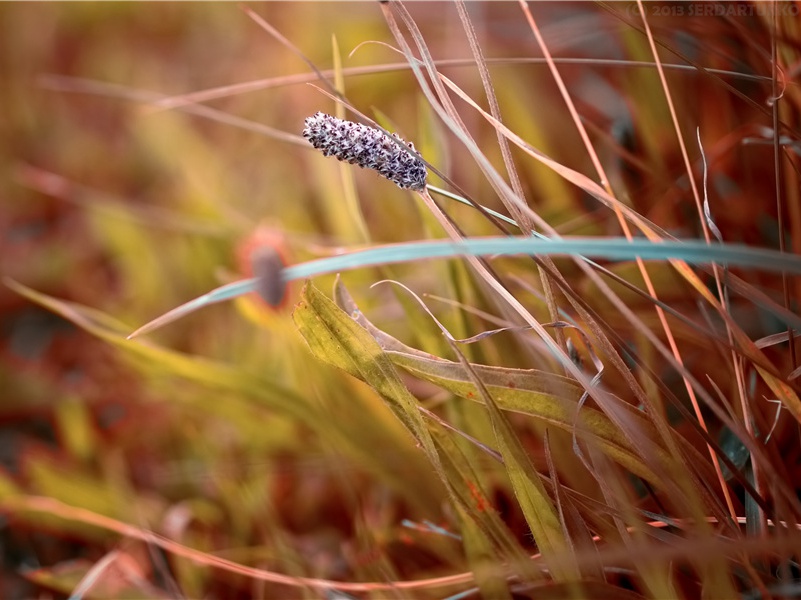 咏怀古迹五首其三(群山万壑赴荆门)