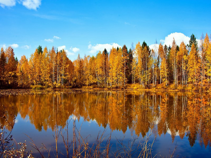 三绝句其二(门外鸬鹚去不来)