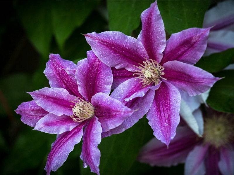 敬赠郑谏议十韵