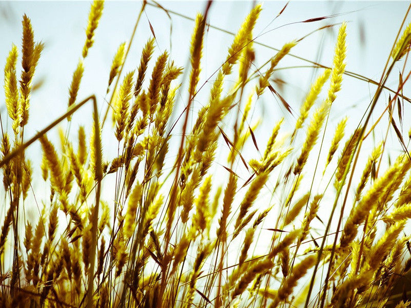 奉赠鲜于京兆二十韵