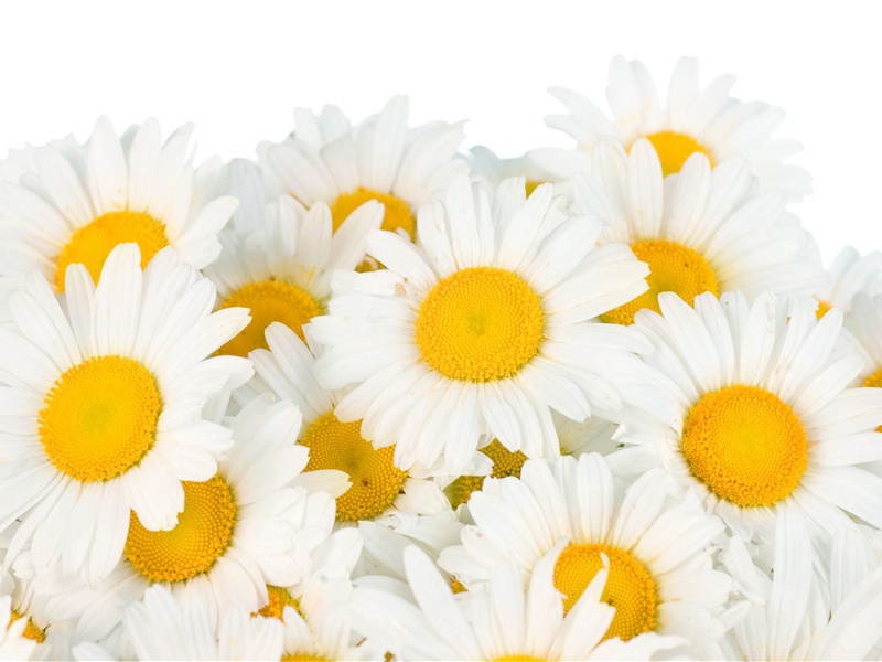 奉陪郑驸马韦曲二首