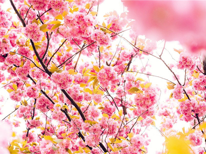 投赠哥舒开府翰二十韵