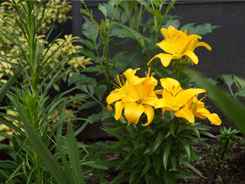 送张十二参军赴蜀州因呈杨五侍御