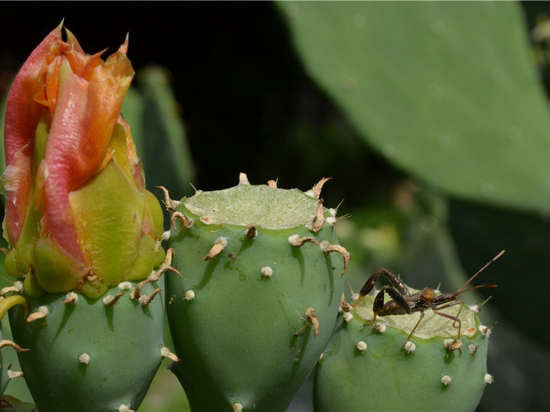 戏简郑广文兼呈苏司业