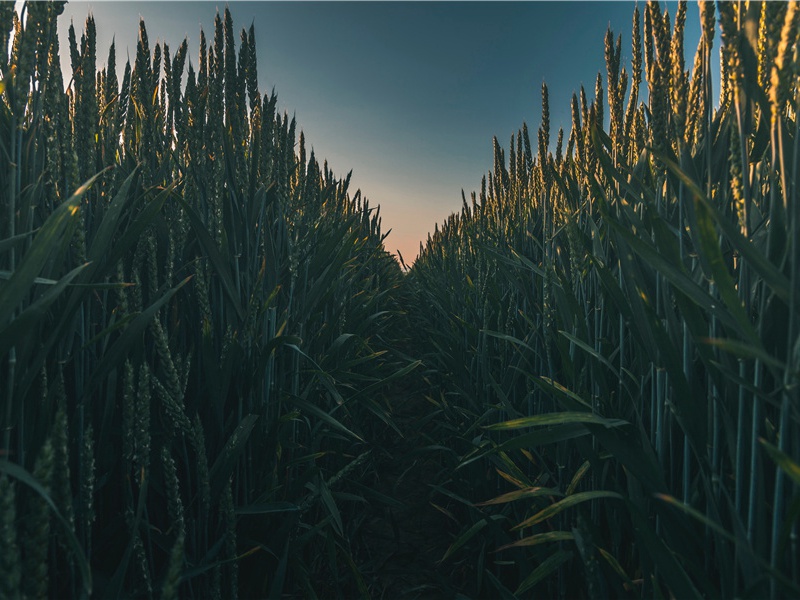 月三首其三(万里瞿塘峡)