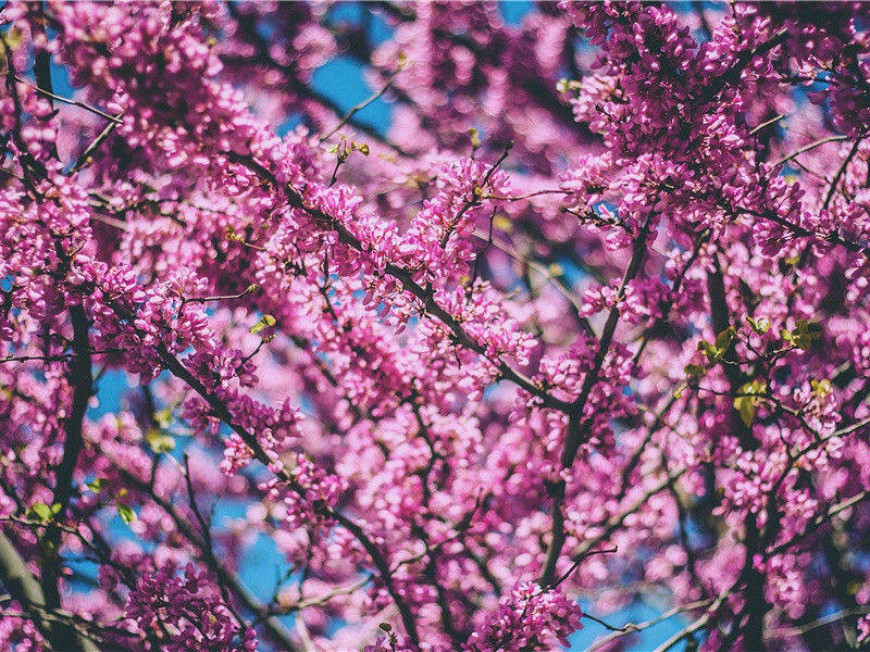 夜闻许十一诵诗爱而有作