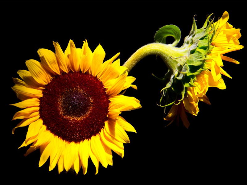 奉同郭给事汤东灵湫作