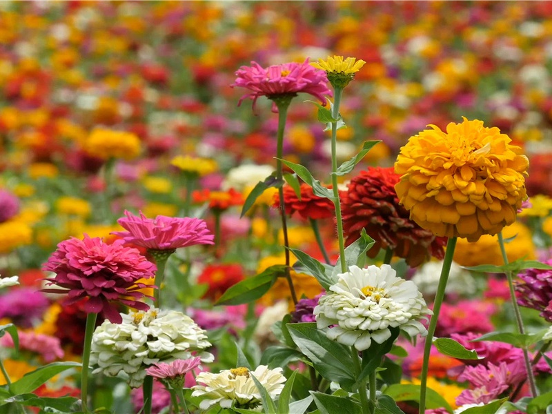 苏端薛复筵简薛华醉歌