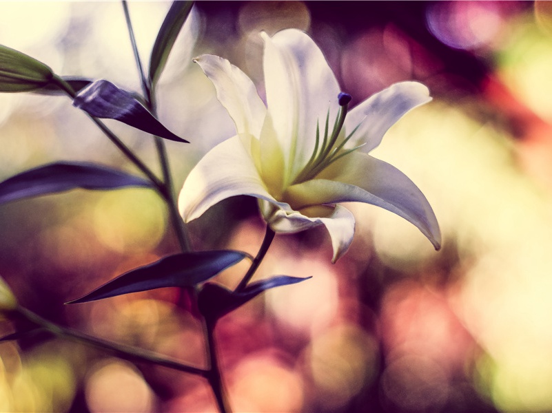 喜晴(一作喜雨)