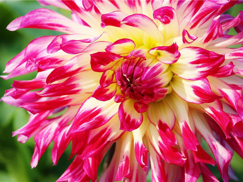 大云寺赞公房四首