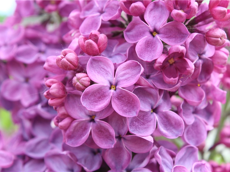 遣闷奉呈严公二十韵