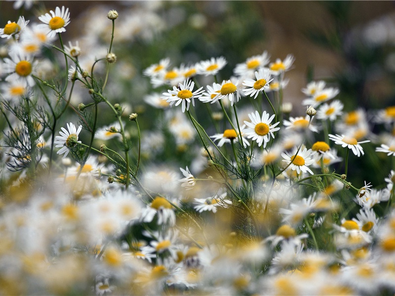 观安西兵过赴关中待命二首