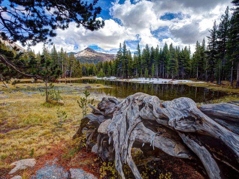 独立(空外一鸷鸟)