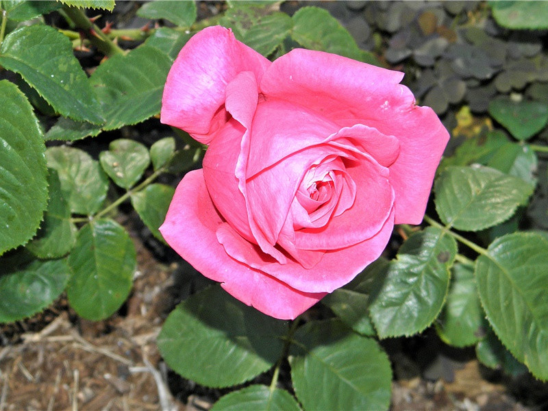 李鄠县丈人胡马行