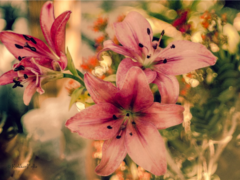 雨晴(一作秋霁)