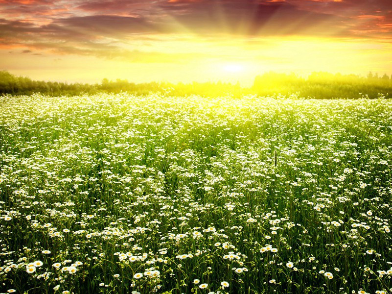 寄岳州贾司马六丈巴州严八使君两阁老五十韵