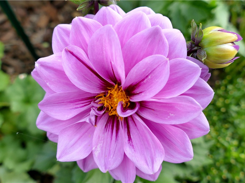 所思(得台州郑司户虔消息)