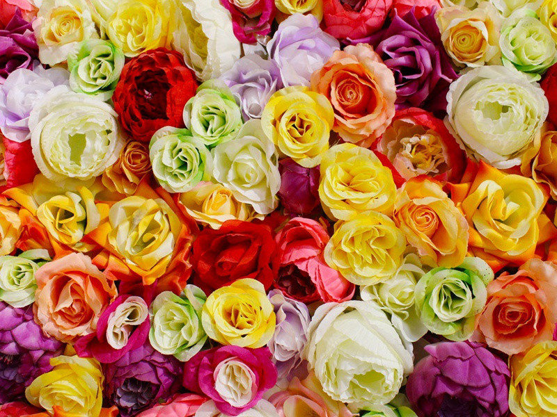 凭韦少府班觅松树子栽