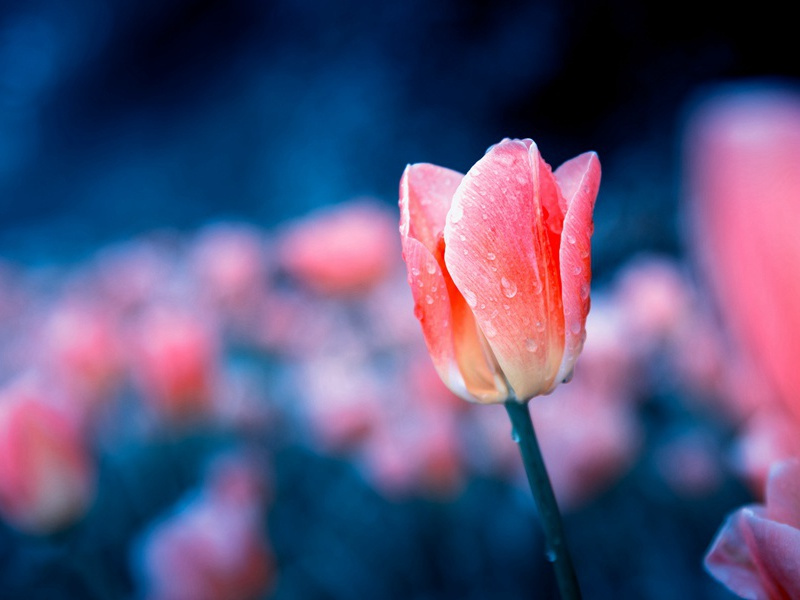 暮登四安寺钟楼寄裴十迪