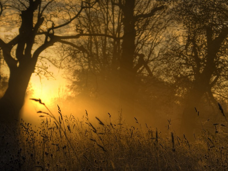 江畔独步寻花七绝句