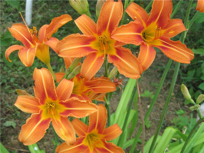 江涨·江发蛮夷涨