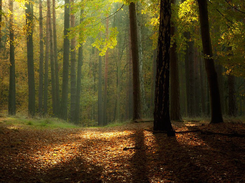 闻斛斯六官未归