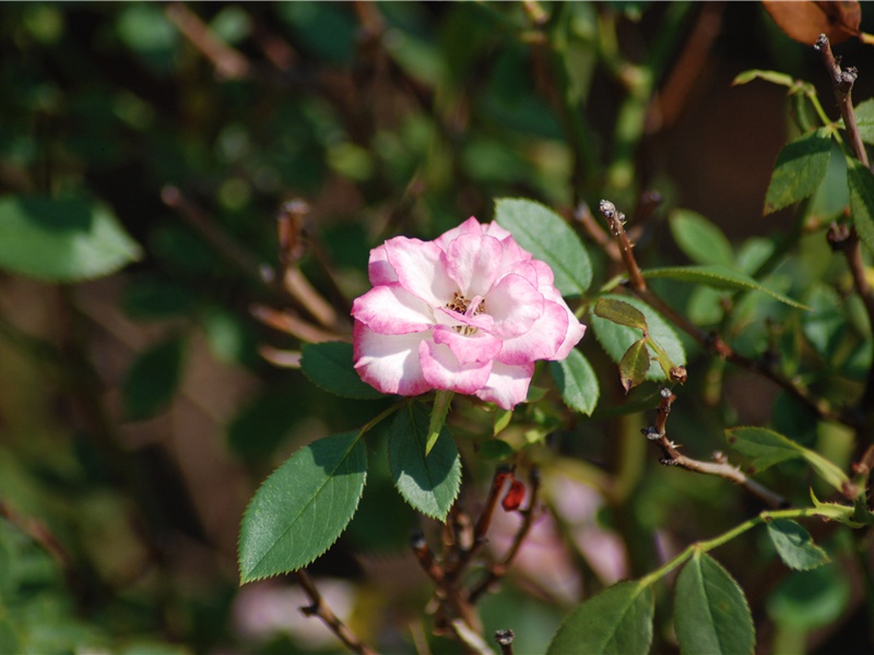 寄杜位(位京中宅近西曲江诗尾有述)