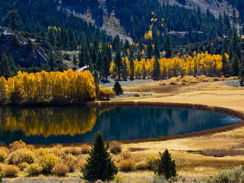 江头五咏·丽春