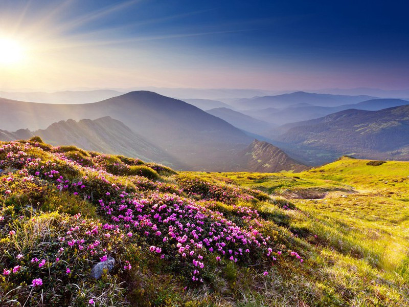 江头五咏·鸂鶒