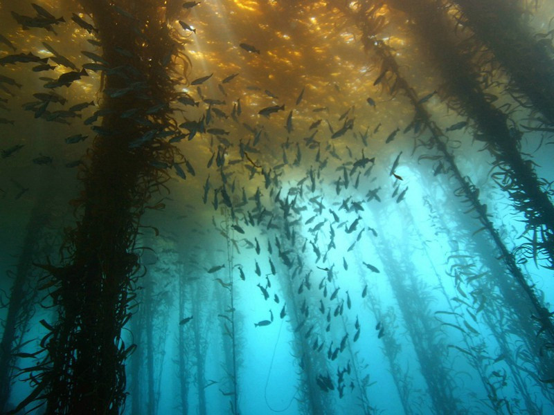 陪王侍御同登东山最高顶宴姚通泉晚携酒泛江